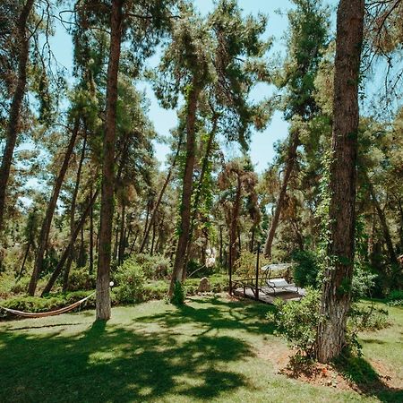 Beautiful Summerhouse In Sani'S Pine Forest Sani  Exterior photo